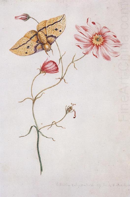 Willam Bartram Savannah Pink or Sabatia Imperial Moth china oil painting image